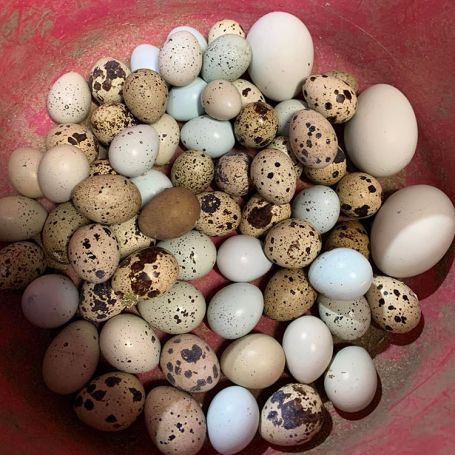 Quail eggs, our top product at our Pittsburgh farm market