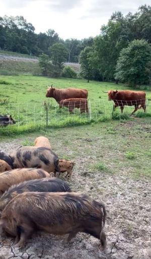 A snapshot of Green Goose Farm with highlander cattle walking around the pasture and the pigs in their pen