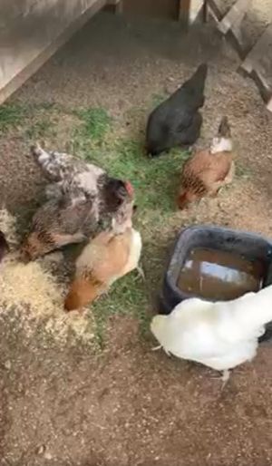Our chickens eating feed by their pen and chicken coupe