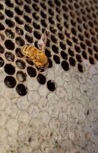 bees working on our honeycomb at our farm