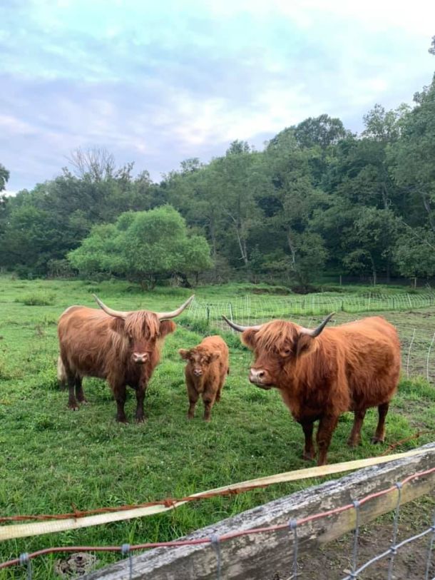 Our highlander cattle posing for the camera in the pasture