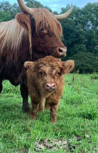 highlander and highland baby overlooking pasture and forest