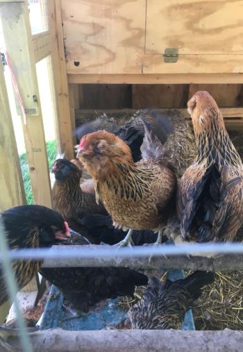 lively chickens in their pen at our Pittsburgh farm