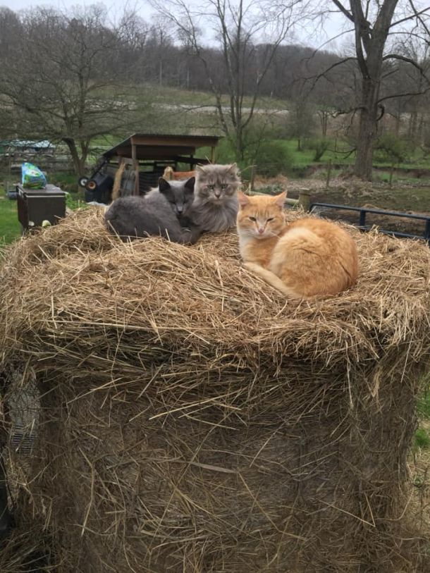 Our happy barnyard cats sitting on a bale of hay at the farm