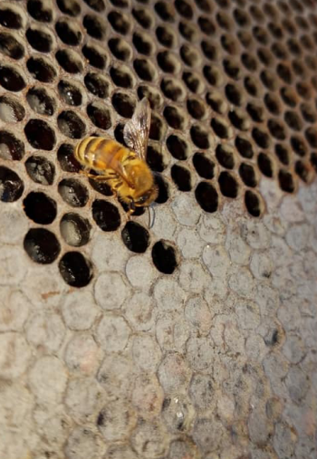 bees working on our honeycomb at our farm