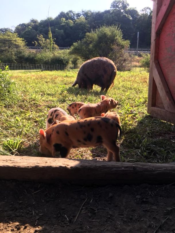 A couple of our pigs and piglets grazing at the farm with the forest in the background