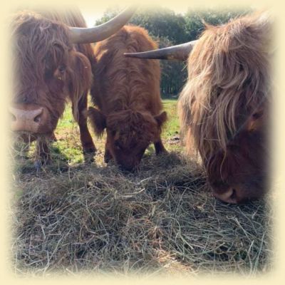 Photo of three highlander cattle eating hay